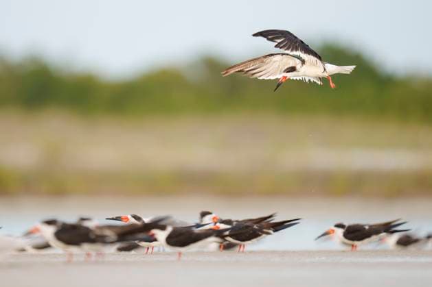 Creative Highlights World Black Skimmer Landing in Flock on the Beach Sarasota, Florida, United States CR_SYVS250217-1651595-01