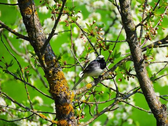 Spring mood, cherry tree life Dagda, Kr?slava Municipality, Latvia R_FDPY250217-1650581-01