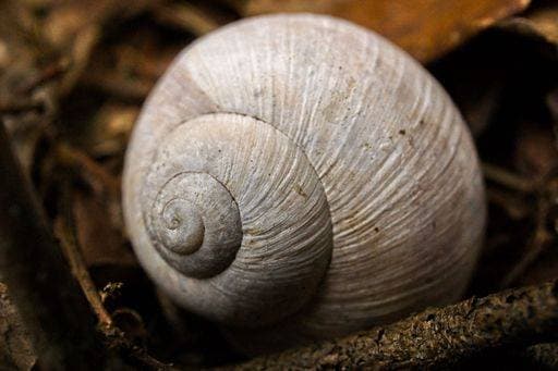 Close-up of a snail shell on the forest floor, showcasing its spiral pattern and texture. 25581690 RECORD DATE NOT STATED