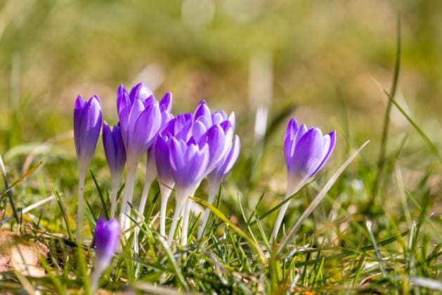 Frühlingswetter in Aussicht Krokusse blühen im Sonnenschein. Im Laufe der Woche stellt sich die Wetterlage um, so dass zweistellige Temperaturen vorhergesagt werden., Oberursel Hessen Deutschland *** Spring weather in prospect Crocuses bloom in the sunshine The weather situation will change over the course of the week, with double-digit temperatures forecast , Oberursel Hessen Germany