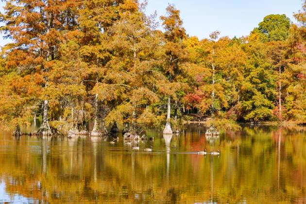 Creative Highlights World Kanadagänse (Branta canadensis) und Sumpfzypressen (bald cypress) im Trap Pond State Park in Laurel, Sussex County, Delaware, USA *** Canada geese Branta canadensis and bald cypresses Soon Cypress at Trap Pond State Park in Laurel, Sussex County, Delaware, USA