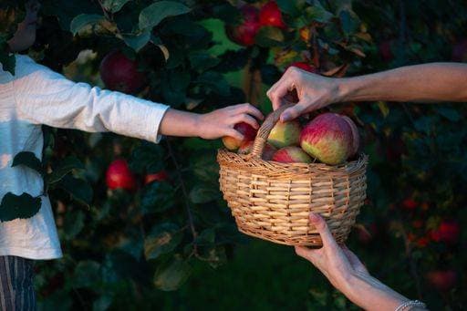 IMAGO Creative, Jahreszeit Herbst auf dem Land Child and adult hands picking apples into a wicker basket in an orchard during harvest season. 26119327 ,model released, Symbolfoto RECORD DATE NOT STATED