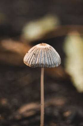 Close-up of a delicate mushroom with a ribbed cap, standing tall against a blurred natural background. 26160166 RECORD DATE NOT STATED