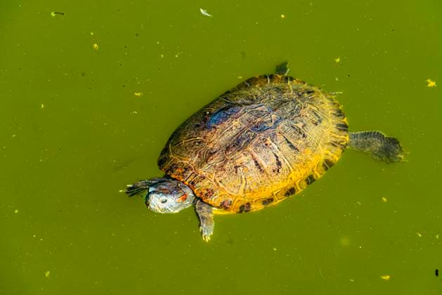 Creative Highlights World Schildkröte im Teich Turtle in the pond Copyright: xZoonar.com natatravelx 22890234