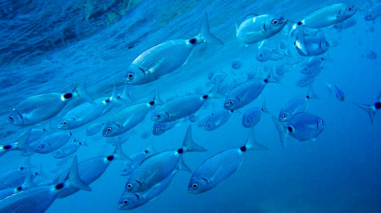 Creative Highlights World Sattelfleckbrasse, Naturpark Cabo Cope-Puntas del Calnegre, Spanien Saddled Seabream, Saddled Bream, Oblade, Oblada melanura, Cabo Cope-Puntas del Calnegre Natural Park, Mediterranean Sea, Region de Murcia, Murcia, Spain, Europe Copyright: xZoonar.com AlxCarrerax 22905632