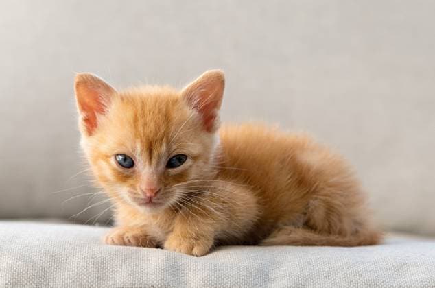 Kleine suesse Katze Eine kleine braune tapsige Katze auf einem Sofa Copyright: xZoonar.com insideportugalx 22907369