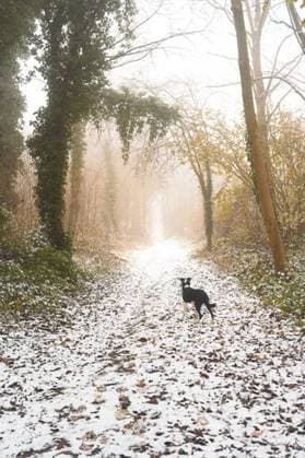 IMAGO Creative, Winter, Auf dem Land A serene winter forest path with a dog standing on the snow-covered ground, surrounded by tall trees and a misty atmosphere. 26464166 RECORD DATE NOT STATED