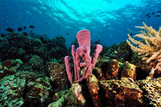Creative Highlights World Ein Bild des Korallenriffs A beautiful picture of an healty coral reef Copyright: xZoonar.com GialdinixLucax 22913133