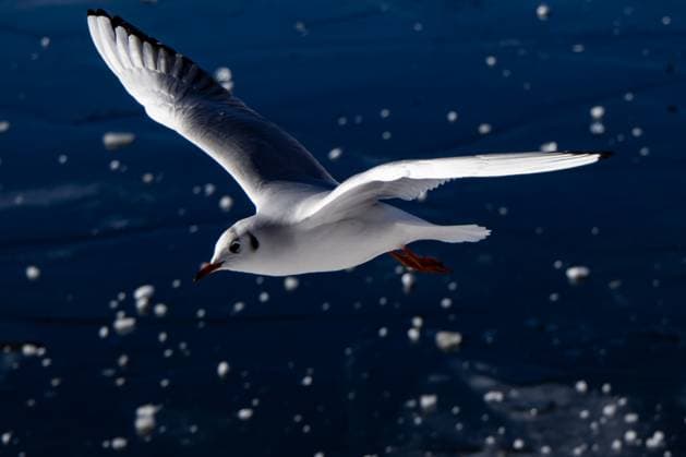 Eine Möwe in Flug im Park bei der Müggelspree in Berlin Köpenick am 19. Februar 2025. Winter im Köpenick *** A seagull in flight in the park near the Müggelspree in Berlin Köpenick on February 19, 2025 Winter in Köpenick