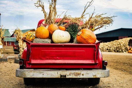A vintage red truck filled with pumpkins and corn stalks at a rustic farm setting, perfect for autumn harvest themes. 26965441 RECORD DATE NOT STATED