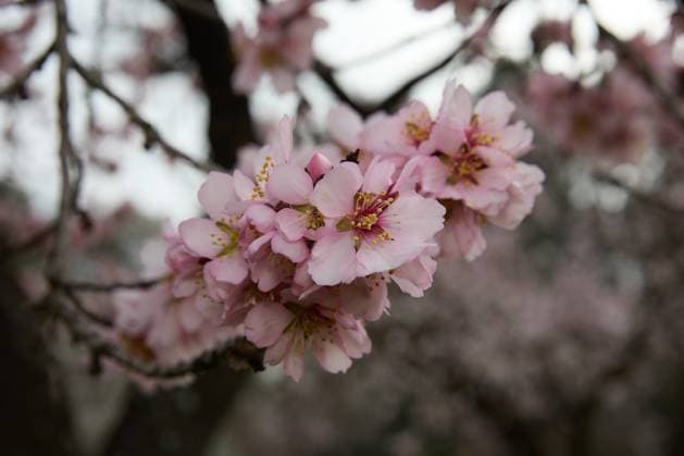 News Themen der Woche KW08 News Bilder des Tages Almond trees in bloom at Quinta de los Molinos Almond trees in bloom at Quinta de los Molinos, on February 20, 2025, in Madrid Spain 20 FEBRUARY 2025 SPRING BLOOMING ALMOND TREES FLOWERS ALMOND TREES QUINTA DE LOS MOLINOS PARQUE Jesús Hellí Madrid Madrid Spain  Copyright: xJesusxHellinx 6532368