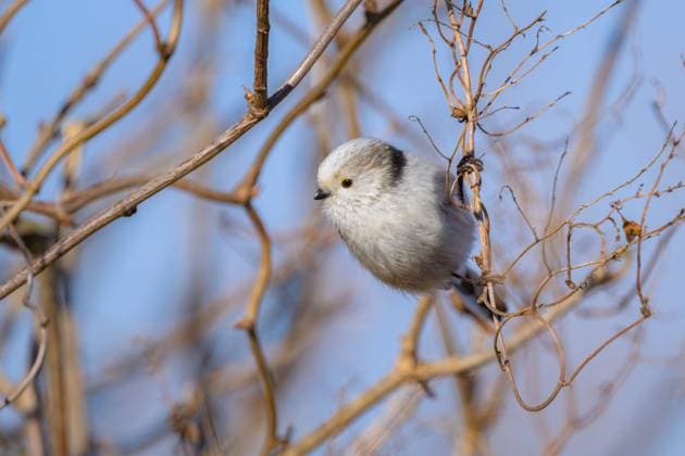 Creative Highlights World A long tailed tit (Aegithalos caudatus) sitting on a small twig, sunny day in winter, blue sky (Austria) Apetlon Austria