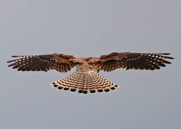 Creative Highlights World Kestrel flying in Barcelona A kestrel flies in the Sierra de Collserola, a natural park located above the city of Barcelona, where there is an abundance of wildlife, in Barcelona, Spain, on February 20, 2025. Barcelona Barcelona Spain  Copyright: xUrbanandsportx originalFilename: urbanandsport-kestrelf250220_npYDu.jpg