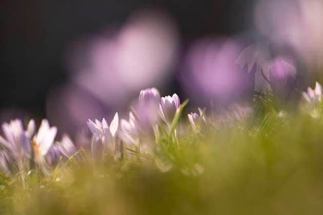 News Themen der Woche KW08 News Bilder des Tages Frühlingserwachen: Krokusse blühen in der Februarsonne, Ende Februar kündigen die ersten Krokusse mit ihrer Farbenpracht den nahenden Frühling an. Von der Sonne angestrahlt, erstrahlen die zarten Blüten in voller Pracht. Die Krokusblüte ist ein Symbol für Hoffnung und Neubeginn. Schwäbisch Gmünd Baden-Würrtemberg Deutschland *** Spring awakening Crocuses bloom in the February sun, at the end of February the first crocuses announce the approaching spring with their blaze of color Illuminated by the sun, the delicate flowers shine in full splendor The crocus blossom is a symbol of hope and new beginnings Schwäbisch Gmünd Baden Würrtemberg Germany