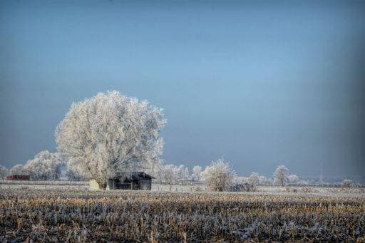 IMAGO Creative, Winter, Auf dem Land A serene winter landscape featuring a frosted tree and a small house surrounded by a field. The sky is clear with a soft blue hue 27382596 RECORD DATE NOT STATED