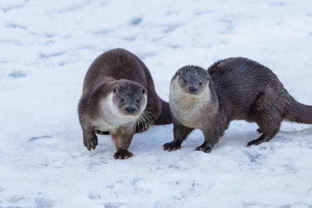 An einem sonnigen Tag laufen zwei Fischotter (Lutra lutra) über den schneebedeckten, zugefrorenen Fluss On a sunny day two otters (Lutra lutra) run across the snow-covered frozen river Copyright: imageBROKER photoholic iblprw12728815.jpg