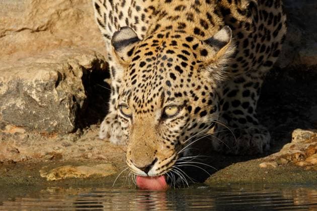 Creative Highlights World Porträt eines Leoparden (Panthera pardus), der Wasser trinkt Portrait of a leopard (Panthera pardus) drinking water, Kalahari desert, South Africa Copyright: xZoonar.com NicoxSmitx 22930416
