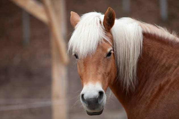 haflinger pferd wartet draußen haflinger horse waiting outside portrait Copyright: xZoonar.com Photographer:xAnjaxJulix 22832558