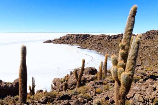Kalendermotive: Kakteen Cacti on rocky terrain overlooking the vast white expanse of Salar de Uyuni under a clear blue sky in Bolivia. 27785425 RECORD DATE NOT STATED