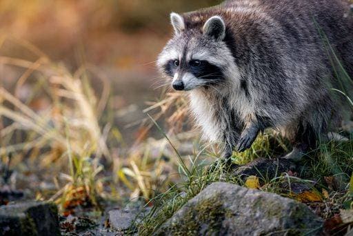 A raccoon in its natural habitat, surrounded by lush greenery and rocks, captured in soft natural light. 27828623 RECORD DATE NOT STATED