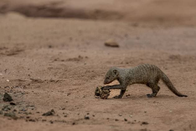 Creative Highlights World Zebramanguste (Mungos mungo), Qwabi Private Game Reserve, Biosphärenreservat, Limpopo, Südafrika Zebra mongoose (Mungo mongoose), Qwabi Private Game Reserve, Biosphere Reserve, Limpopo, South Africa, Africa Copyright: imageBROKER GünterxLenz ibxglf12705231.jpg