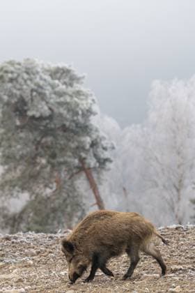 IMAGO Creative, Winter, Auf dem Land Ein Wildschwein (Sus scrofa) sucht auf einem gefrorenen Feld nach Nahrung. Im Hintergrund ist ein mit Raureif bedeckter Wald zu sehen A wild boar (Sus scrofa) searches for food in a frozen field. A forest covered in hoarfrost can be seen in the background Copyright: imageBROKER photoholic iblprw12746417.jpg