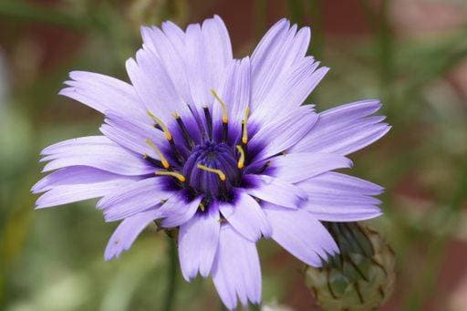 Colorful natural closeup on a vibrant purple blue flowering Catananche caerulea wildflower 28825250 RECORD DATE NOT STATED