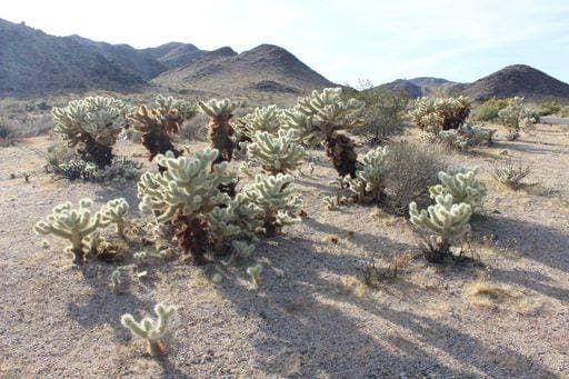 Kalendermotive: Kakteen Desert landscape featuring cholla cacti under a clear sky, with rolling hills in the background, showcasing the arid beauty of the desert. 28967408 RECORD DATE NOT STATED
