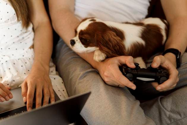 IMAGO Creative, Lifestyle, Gaming A woman works on her laptop while a man plays a console with a dog on his lap model released, Symbolfoto property released, EHAF00441