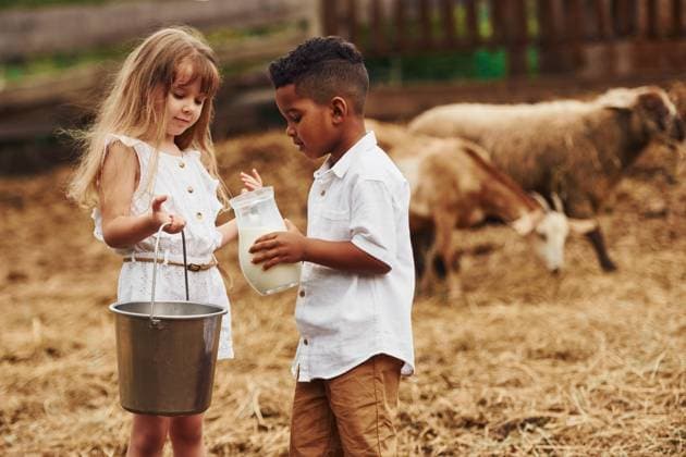 Holding milk. Cute little african american boy with european girl is on the farm with goats., model released, , 51095448.jpg, farm, children, kids, girl, female, male, boy, wellbeing, wellness, happiness, sunshine, sunlight, outdoors, outside, nature, village, rural, day, season, summer, harvest, beauty, african american, ethnicity, black, multiethnic, young, ranch, two, fresh, cheerful, country, illuminated, yellow, adorable, pretty, animal, goat, eyes, ears, domestic, face, funny, mammal, wildlife, livestock, biological, well-groomed, milk, husbandry RECORD DATE NOT STATED