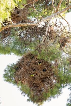 Creative Highlights World Parrots nesting in a large twig nest on a pine tree Athens, Greece R_JFXH250221-1653745-01