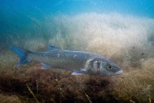 Creative Highlights World FRANCE GRUISSAN ETANG GRAZEL BIODIVERSITY Underwater photography of a fish European seabass Dicentrarchus labrax in the Etang du Grazel at Gruissan in the Aude department in the Occitanie region in the south of France on 23rd June 2024 Report on the remarkable marine biodiversity of the Etang du Grazel lagoon in the Narbonnaise in Mediterranean Sea Regional Nature Park classified Natura 2000 Photographie sous marine dun poisson bar commun ou bar europeen Dicentrarchus labrax surnomme loup ou perche de mer dans letang du Grazel a Gruissan dans le département de lAude en région Occitanie dans le sud de la France le 23th June 2024 Report on the remarkable marine biodiversity of the Etang du Grazel lagoon in the Narbonnaise in Mediterranean Se 
