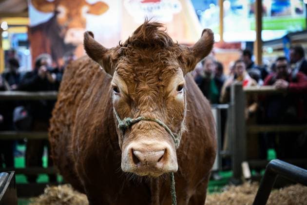 News Themen der Woche KW09 News Bilder des Tages Illustration Agriculturel Fair - Paris Illustration of a cow during the 2025 Paris International Agricultural Show one February 25, 2025. Photo by Tomas Stevens ABACAPRESS.COM Paris France  Copyright: xStevensxTomas ABACAx