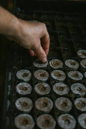 Preparing Seed Starting Trays for New Plants United States, Virginia, Front Royal R_NRUH250220A-1655011-01