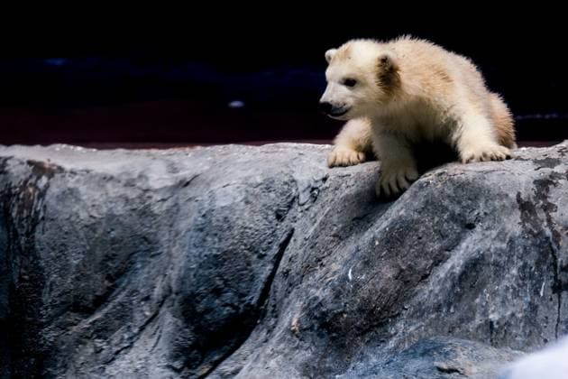 Entertainment Themen der Woche KW09 Entertainment Bilder des Tages February 27, 2025: The Sao Paulo Aquarium celebrates a historic milestone: the birth of Nur, the .first polar bear cub to be born on Latin American soil, in a population .ex-situ. Nur was born on November 17 .last year and is about to complete three months of life. - ZUMAo70_ 20250227_aap_o70_006 Copyright: xDarioxOliveirax