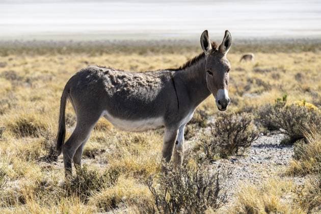 Hausesel (Equus asinus asinus), Laguna Blanca, Provinz Catamarca, Argentinien, Südamerika Domestic donkey (Equus asinus asinus), Laguna Blanca, Catamarca Province, Argentinien Copyright: imageBROKER SaschaxSelli-Grabows ibxsse12791091.jpg