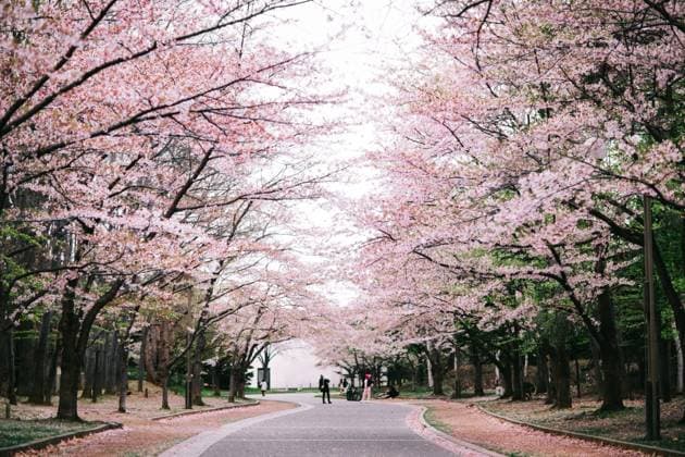 A serene walkway shaded by blossoming cherry trees in Japan, showcasing the delicate pink blooms of sakura season. People stroll leisurely under the floral canopy. Model Released CamilleGirard_ID26583_767477_020 Copyright: xCamillexGirardx