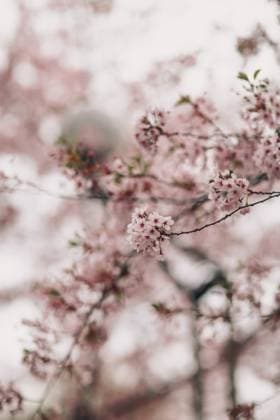 Experience the breathtaking beauty of sakura blossoms in Japan. These delicate pink flowers symbolize the arrival of spring and are celebrated across the country. Model Released CamilleGirard_ID26583_767482_024 Copyright: xCamillexGirardx