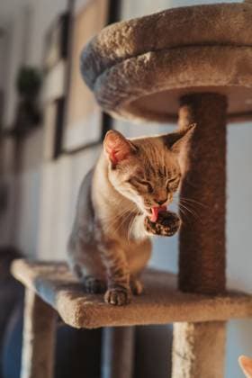 A cat sits on a multilevel cat tree, cleaning its paw in soft natural light. The cozy indoor setting highlights the cat s relaxed demeanor and natural beauty. Model Released IvanAcedo_ID26722_770982_012 Copyright: xIvanxAcedox