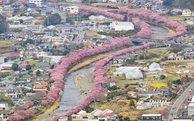 News Themen der Woche KW09 Early cherry blossoms in Japan Photo taken from a Kyodo News helicopter on March 2, 2025, shows cherry blossom trees in full bloom along a river in Kawazu, Shizuoka Prefecture. The cherry blossoms in the central Japan town are known for their early flowering.  A14AA0004234035P