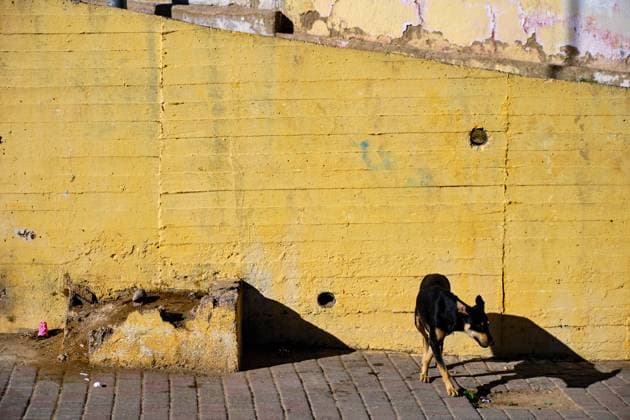 Fes, Marokko - November 11, 2024: Streunender Hund vor gelber Mauer. Fes Marokko *** Fes, Morocco November 11, 2024 Stray dog in front of yellow wall Fes Morocco 