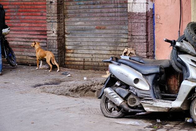 Marrakech. Marokko - November 23, 2024: neugieriger Hund vor geschlossenem Geschäft, rechts steht ein Moped. Marrakech Marokko *** Marrakech Morocco November 23, 2024 curious dog in front of closed store, on the right is a moped Marrakech Morocco 