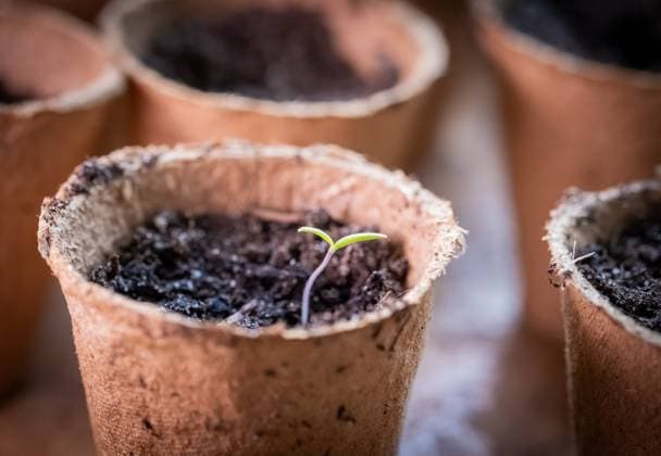 Keimende Tomatenpflanze im kleinen Anzuchttöpfchen *** End of germination Tomato plant at small Cultivation pots 1047101063