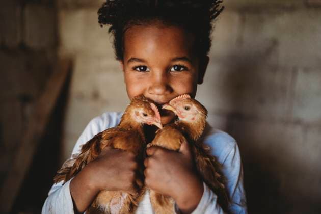 Creative Highlights Symbolfotos Adorable 5 year old black boy holding pet chickens in coop smiling Ozark, Missouri, United States CR_TANI250228-1671724-01 ,model released, Symbolfoto