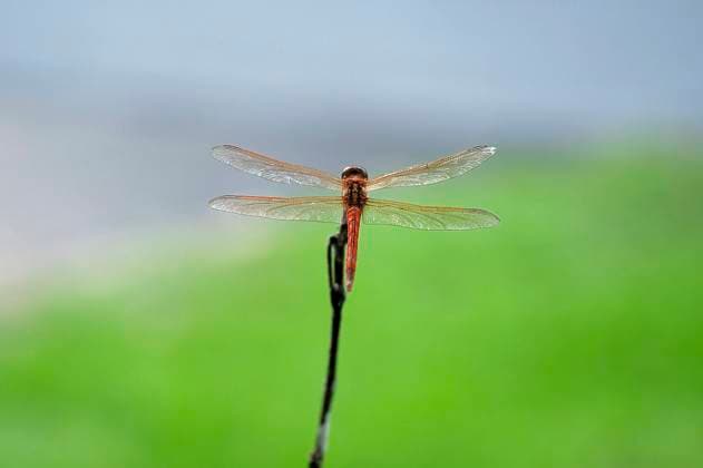 Creative Highlights World A dragonfly perched on a twig against a blurred background Daphne, Alabama, United States R_JFXH250228B-1669651-01