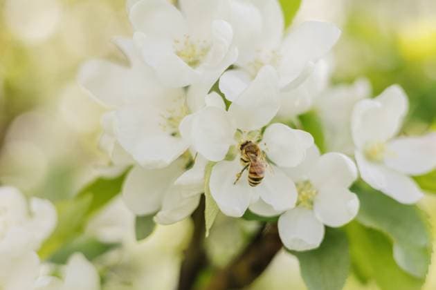 Close-up of a honey bee collecting pollen from a white blossom Canada, British Columbia, Sparwood R_PKZL250227-1670770-01