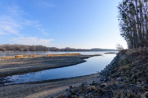 regelsbrunn, austria, 03 march 2025, low water at the danube river in the national park donauauen , willow trees *** regelsbrunn, österreich, 03. märz 2025, niedrigwasser an der donau im nationalpark donauauen, weidenbäume Copyright: xx