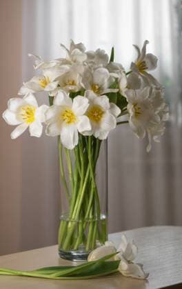 bouquet of fresh white tulips in glass vase on white background , 51842366.jpg, vase, flower, tulip, white, bouquet, background, spring, easter, nature, blossom, celebration, flora, green, tulips, floral, gift, plant, fresh, romantic, holiday, beauty, petal, natural, tulip blossom, decoration, beautiful, wedding bouquet, table, blossoms, love, banner, festivity, wall, poison, glorious, greenery, lovely, elegant, excellent, romance, tulip bouquet, festive, jubilee, symbol, cutout, gorgeous, buzzer, superb, feast day, magnificent RECORD DATE NOT STATED