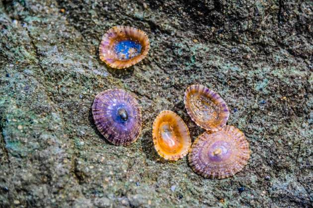 Spanien-Andalusien-Cabo de Gata Bunte Muscheln am Strand Natur Uebersicht Mittelmeer Landschaft - Cabo de Gata ist ein in der Provinz Almeria im Südosten Spaniens gelegener ca. 33.663 ha großer Landstrich, der als Naturpark ausgewiesen ist. Der Parque Natural de Cabo de Gata-Nijar beginnt unmittelbar nach dem Retortenort (urbanizacion) Retamar einige Kilometer östlich des Flughafens von Almeria, zieht sich über das eigentliche Cabo de Gata hinweg und endet kurz vor dem Hafen von Carboneras. Andalusien Spanien *** Spain Andalusia Cabo de Gata Colorful shells on the beach Nature Overview Mediterranean Landscape Cabo de Gata is an area of approximately 33,663 hectares in the province of Almeria in the southeast of Spain, which is desi