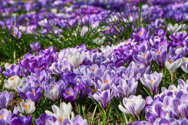 News Themen der Woche KW10 Creative Highlights World News Bilder des Tages Karlsruhe, Baden-Württemberg, Germany - March 4, 2025: Crocuses in purple and white cover a park meadow in spring *** Krokusse in lila und weiß bedecken eine Parkwiese im Frühling